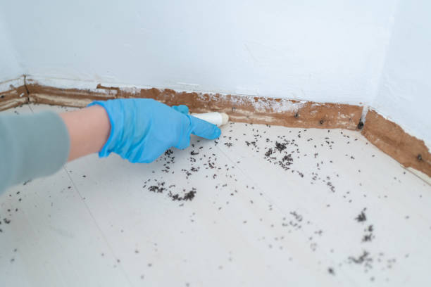 Best Insect Control  in Beaver, UT
